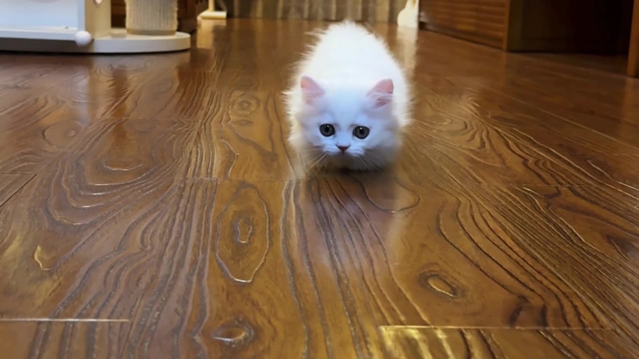 Watch the Cutest Home Explorer Ever #cutecats #catsofinstagram #catlovers #kitty #kitten #catvideos