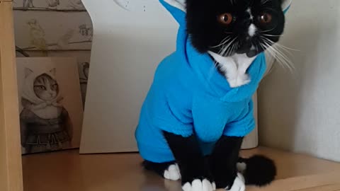 A cute little black cat in rabbit clothes.