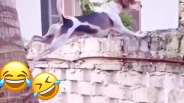 so funny 🤣🤣🤣 from tiktok @nadeemdoodwala775 #shorts