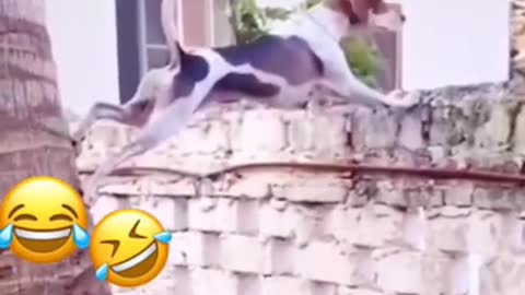 so funny 🤣🤣🤣 from tiktok @nadeemdoodwala775 #shorts