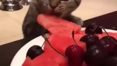 Cutest Cat Ever in 2021