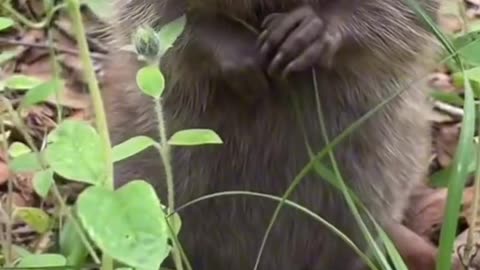 Ever seen a baby beaver before?