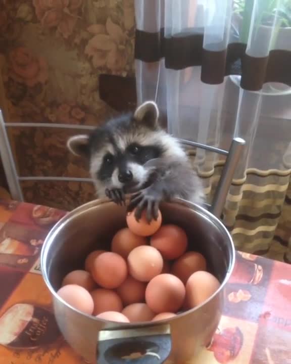 ¡Este mapache adora los huevos duros!