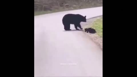 mother bear helps her cubs cross the road / trending animal part 4