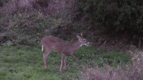 Wisconsin Bow Hunting 2021 episode 5