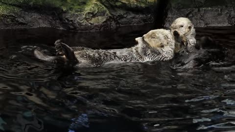 Pets while Swimming pool