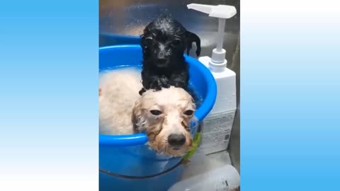 A Dog is washing his Dog friend in a bathtube