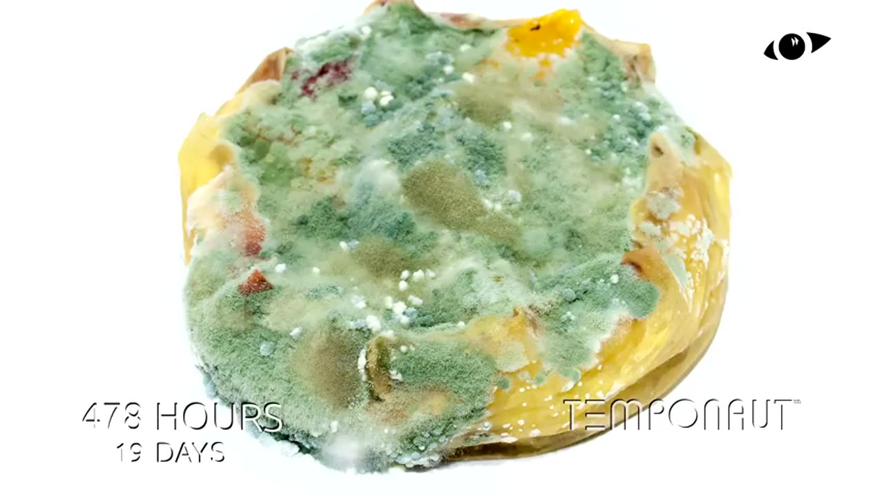 Fruit Cake Timelapse