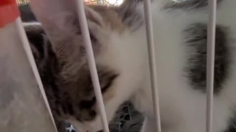 Very cute kittens and animals