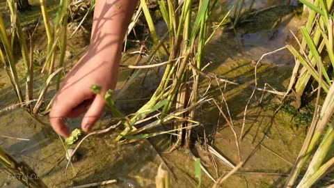 Lý Thị Ca & Wandering Boy _ Snail Harvest go market sell - Cooking