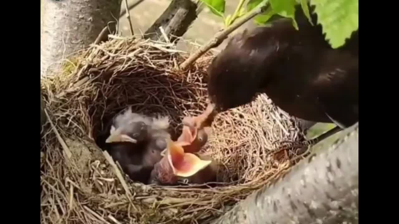 The curious - little bird mother