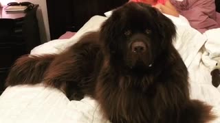 Huge Newfoundland gets excited for story time