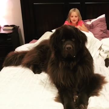 Huge Newfoundland gets excited for story time