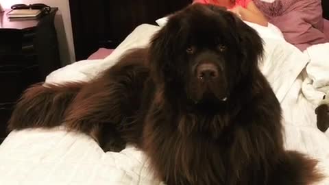 Huge Newfoundland gets excited for story time
