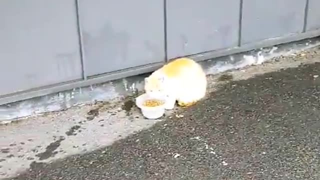 Cats eating food on a snowy day