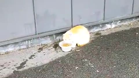 Cats eating food on a snowy day