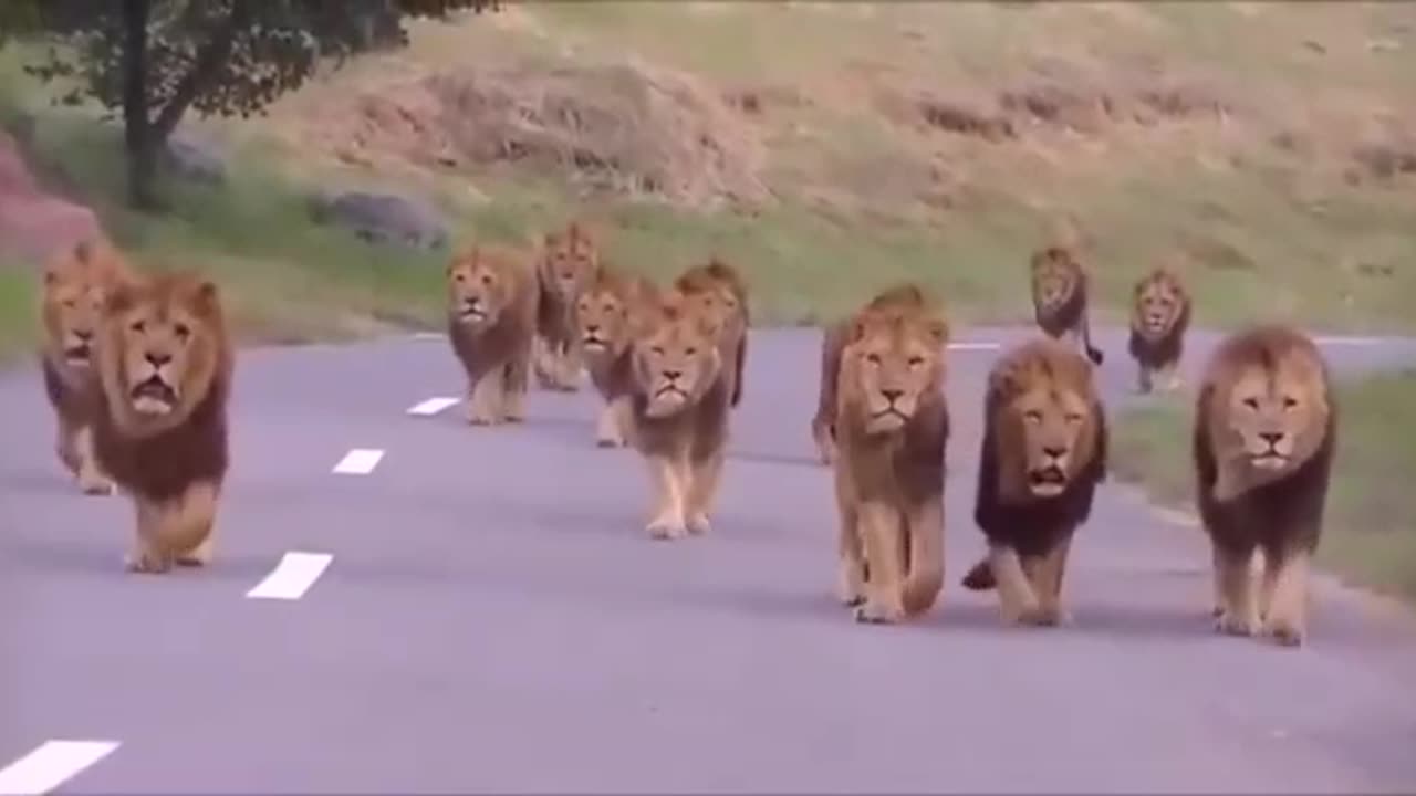 Tiger 🐅on the way nice video