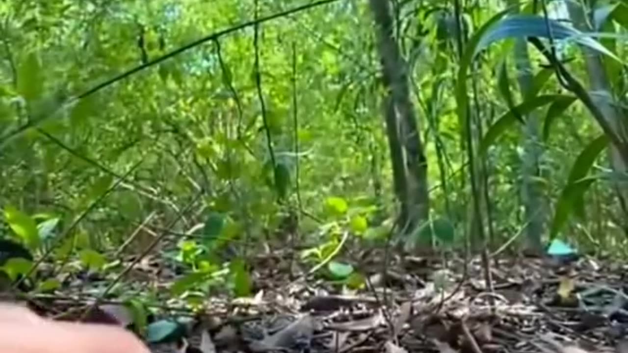 A man found a baby otter in the forest