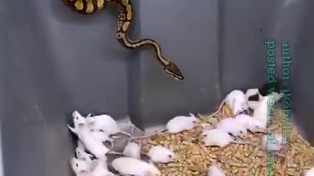 Ball Python eating white rat