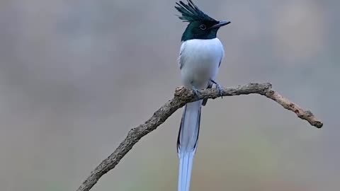 Wildlife and Funs