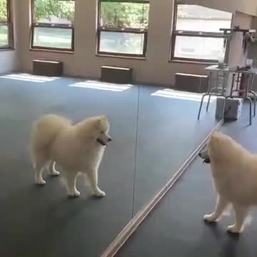WATCH : Samoyed Experiencing Mirror For The First Time! 😂