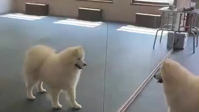 WATCH : Samoyed Experiencing Mirror For The First Time! 😂