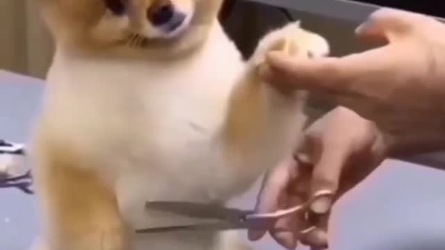 Funny dog prank videos funny animals 😆😂