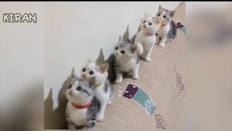 Cute cats funny videos 😂😂, pet complicationCute cats funny videos 😂😂, pet complication