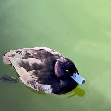 Baby ducks in my pool! First day of life. An amazing story.