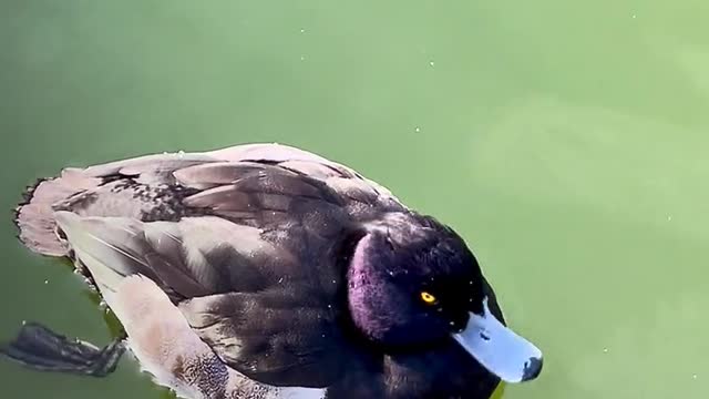 Baby ducks in my pool! First day of life. An amazing story.