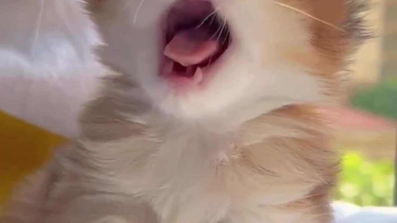 Yawn 🥱 🐈