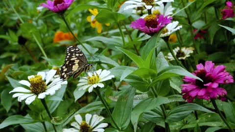 Very beautiful butterfly on the flower