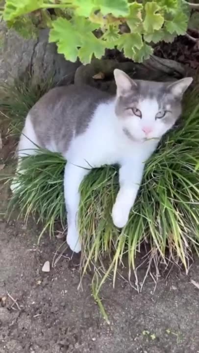 Funny animal videos|Cute animal videos |Funny dog&cat videos|Hilarious pet videos|funny video