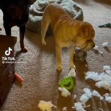 Funny! Who Did This?