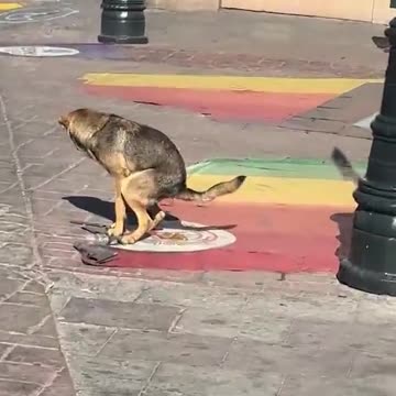 Dog poops on a pride flag in the street