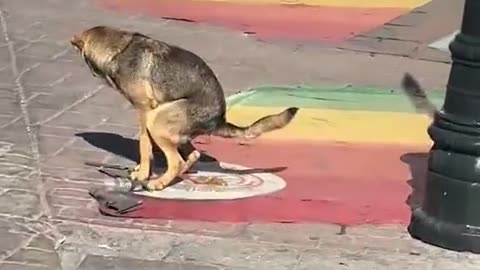 Dog poops on a pride flag in the street