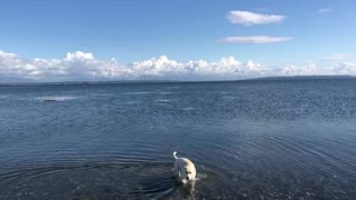 Dog appreciates the beauty of water