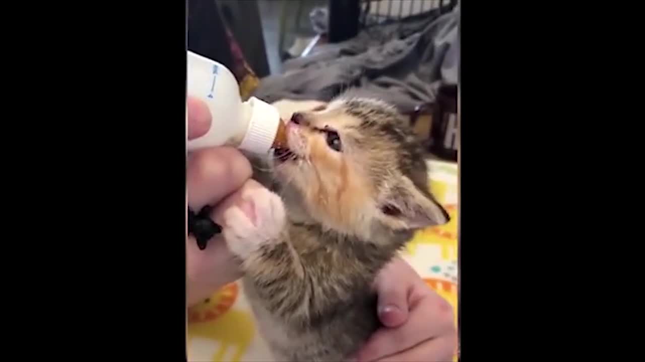 Baby cats video-2021