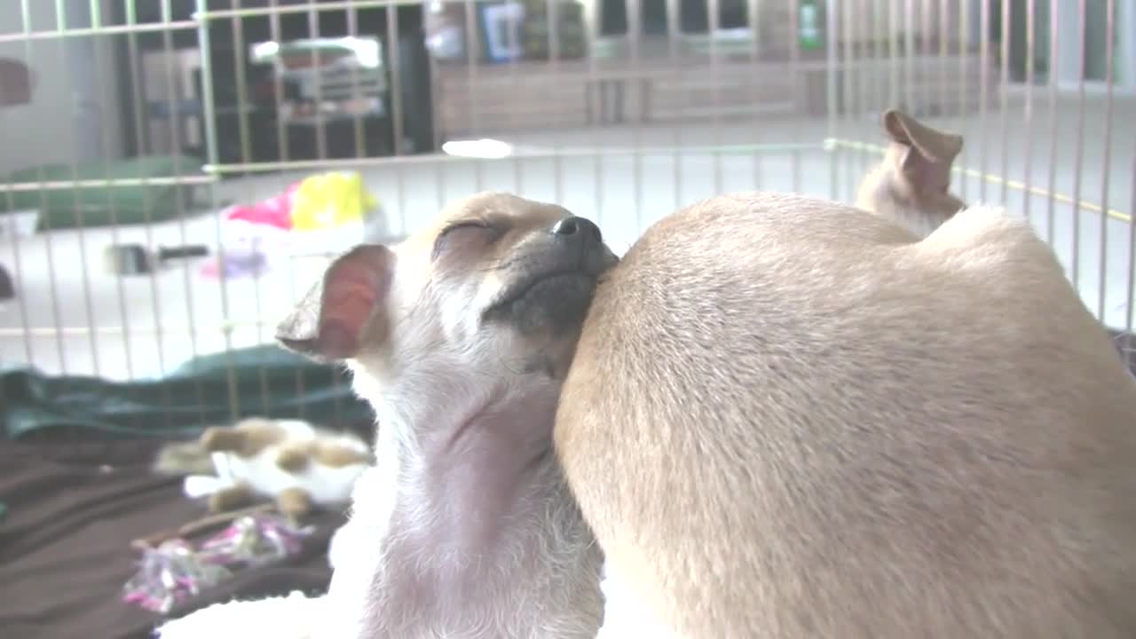 Chihuahua Puppy Tries To Sleep