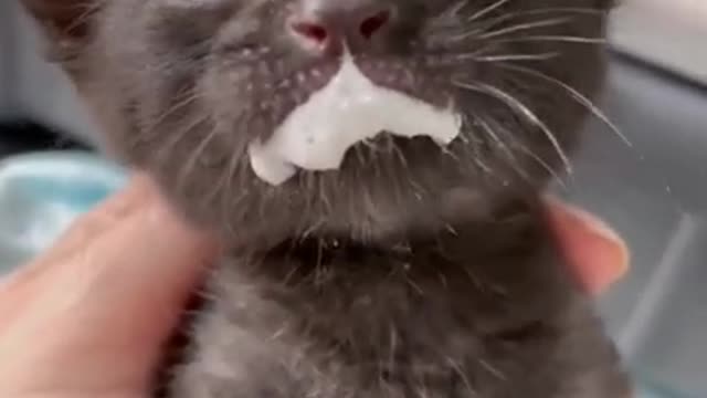 cat entertainment videos