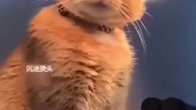 Funny cats moments🐈‍⬛🐱🐈