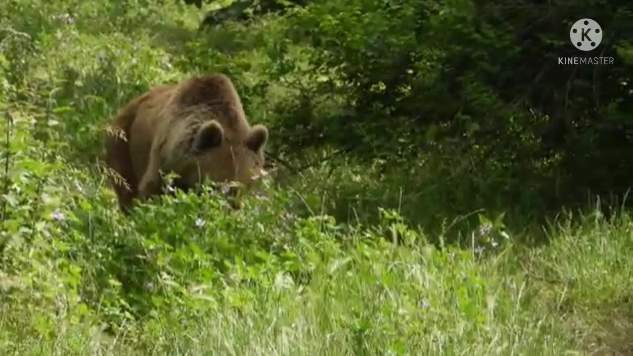 Animal Fun in Forest