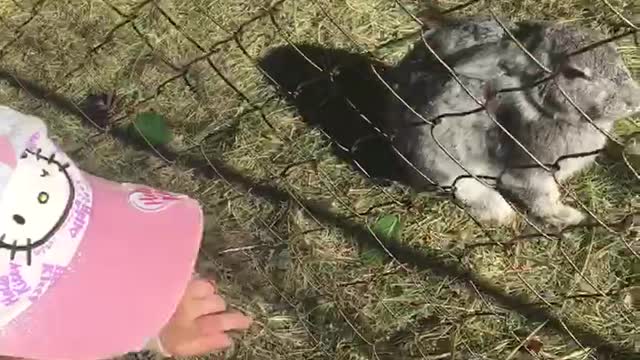 Girl wants to feed a rabbit))