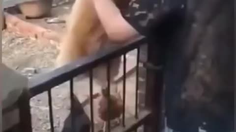I like Funny Chicken VS Dog Fight