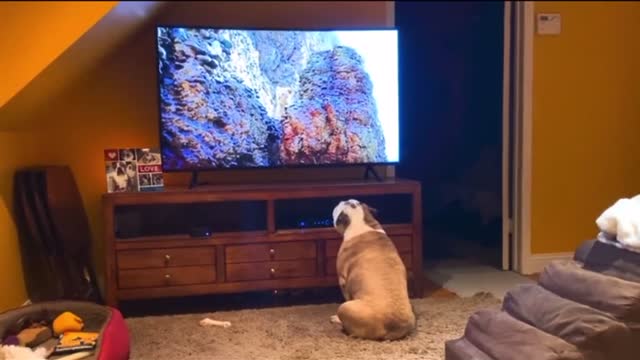 Bulldog Has Incredible Reaction to Emotional Scene From ‘The Lion King'