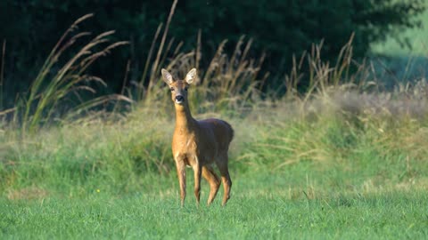 Animal Roe Deer Nature Wild Hirsch Forest1