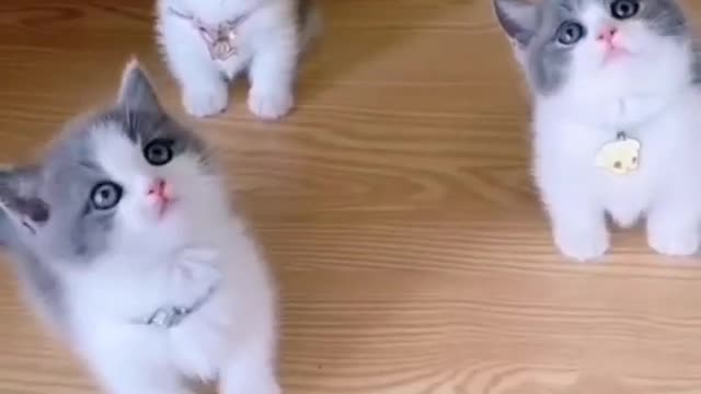 Cute Cats Bebys