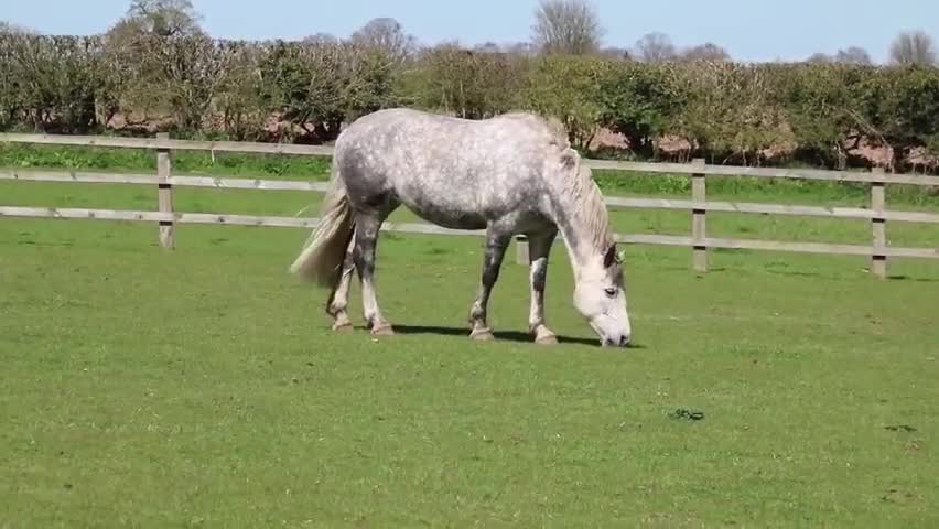 Beautiful Horse Grazing in Nature