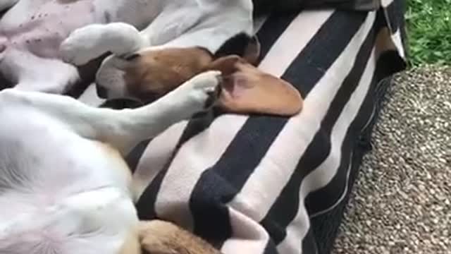 Two brown and white dogs lay on a striped couch sideways on their backs