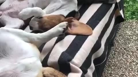 Two brown and white dogs lay on a striped couch sideways on their backs